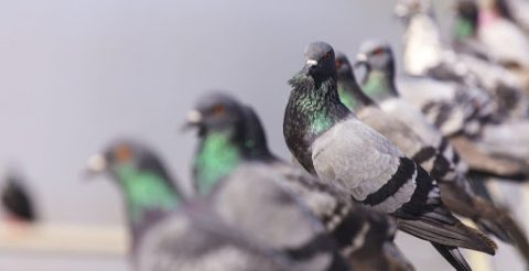 Redes de Proteção | rede de protecao pombos